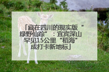 藏在四川的现实版“绿野仙踪”：宜宾深山罕见15公里“稻海”成打卡新地标