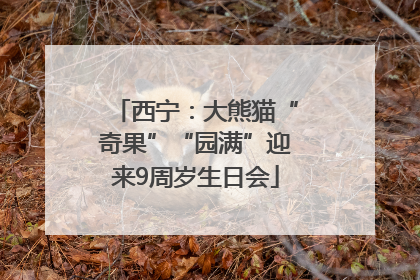 西宁：大熊猫“奇果”“园满”迎来9周岁生日会