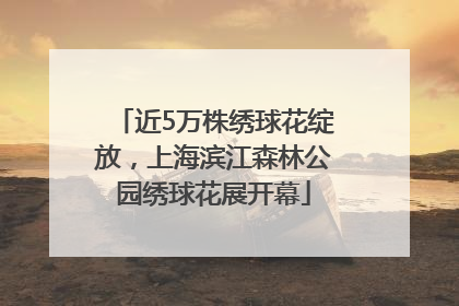 近5万株绣球花绽放，上海滨江森林公园绣球花展开幕