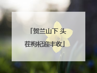 贺兰山下 头茬枸杞迎丰收