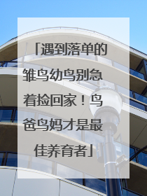 遇到落单的雏鸟幼鸟别急着捡回家！鸟爸鸟妈才是最佳养育者