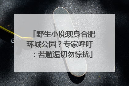 野生小麂现身合肥环城公园？专家呼吁：若邂逅切勿惊扰