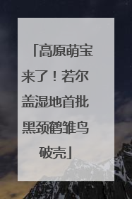 高原萌宝来了！若尔盖湿地首批黑颈鹤雏鸟破壳