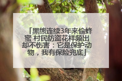 黑熊连续3年来偷蜂蜜 村民防盗花样频出却不伤害：它是保护动物，我有保险兜底