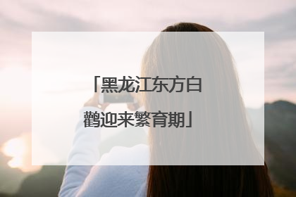 黑龙江东方白鹳迎来繁育期