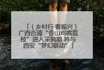 （乡村行·看振兴）广西合浦“香山鸡嘴荔枝”进入采摘期 将与西安“梦幻联动”