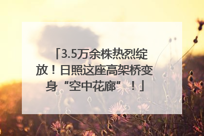 3.5万余株热烈绽放！日照这座高架桥变身“空中花廊”！